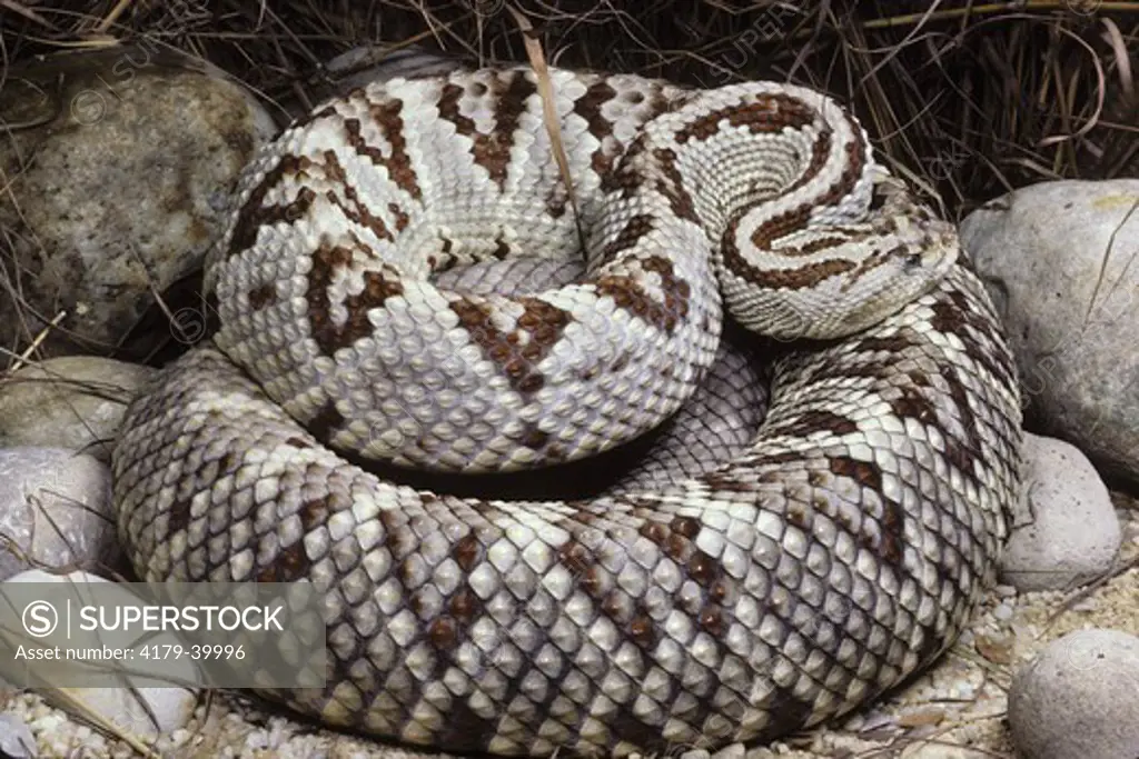 Tzabcan Rattlesnake (Crotalus d. tzabcan), Mexico, Yucatan, Belize