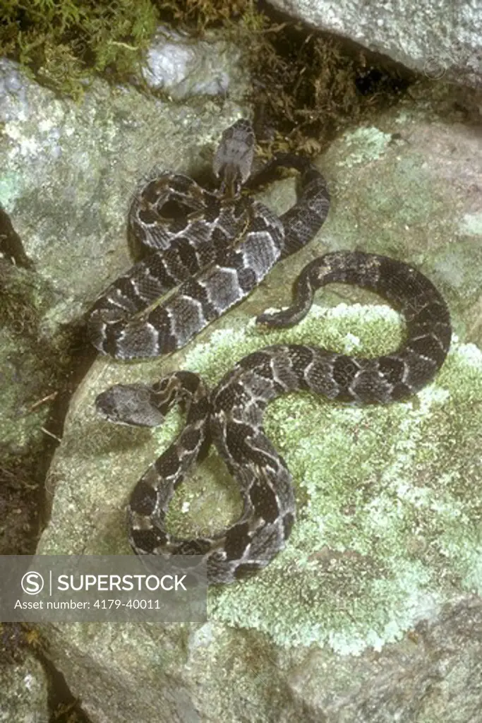 Juvenile Timber Rattlesnake (Crotalus horridus)