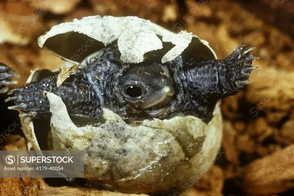 Northern Diamondback Terrapin hatching (Malaclemys terrapin)