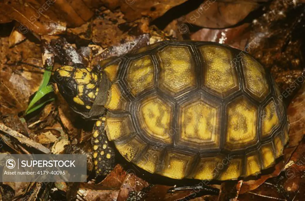 Yellow-footed Tortoise / South American Land Tortoise (Geochelone denticulata) Amazon River Basin, Peru, range = Venezuela to Peru & Bolivia, rainforest