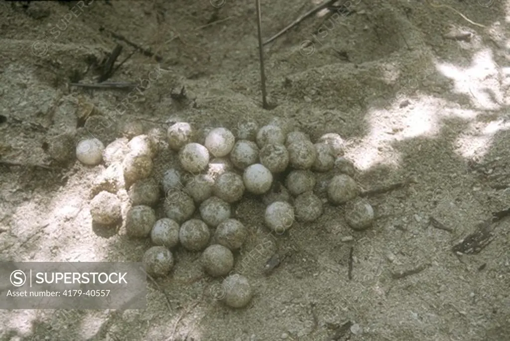 Green Sea Turtle Eggs To be Reburied in Hatchery Turtle Island Park/Malaysia