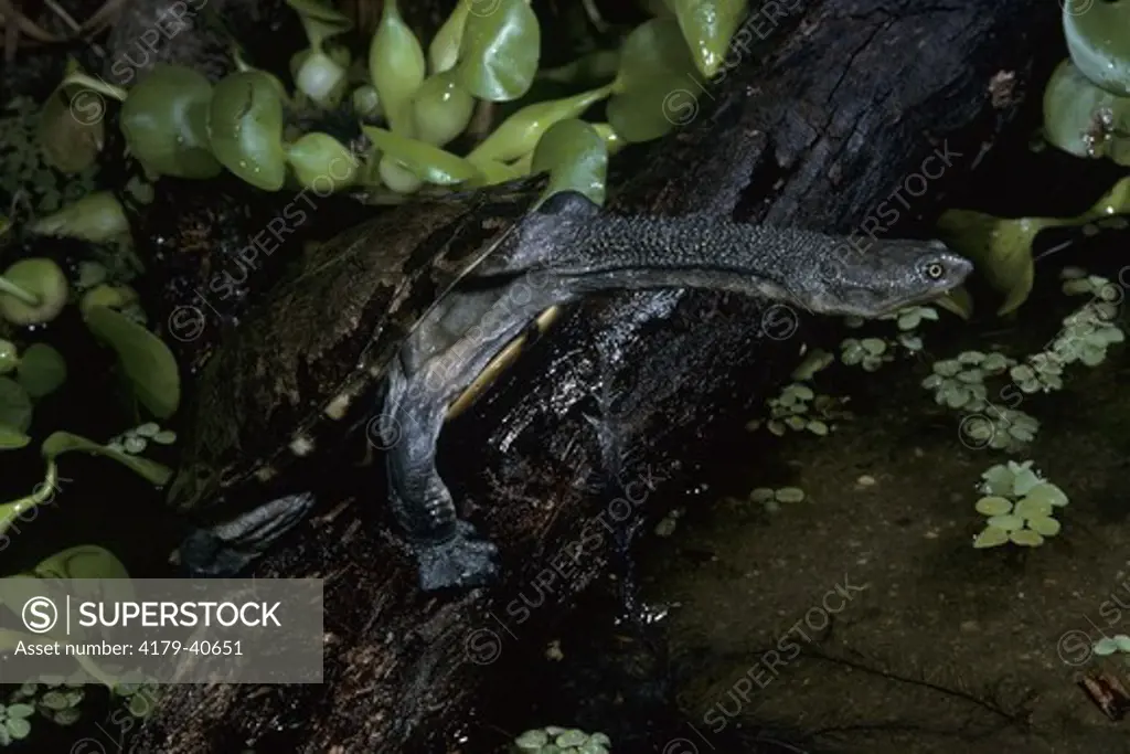 S. American  Snake-necked Turtle (Hydromedusa tectifera)