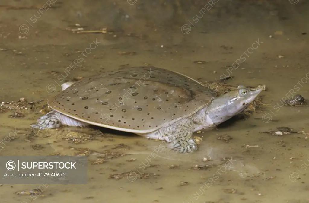 Spiny Softshell Turtle (Trionyx spiniferus), Central US