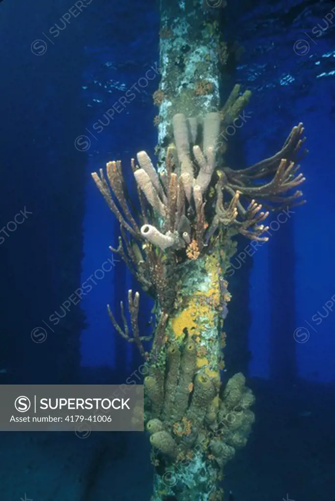 Town Pier, famous Dive Site, National Marine Park, Bonaire, Neth. Antilles