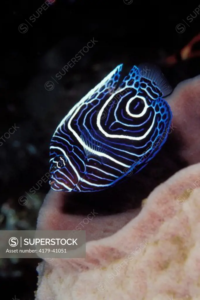 A juvenile Emperor Angelfish (Pomacanthus imperator) Bali Indonesia.