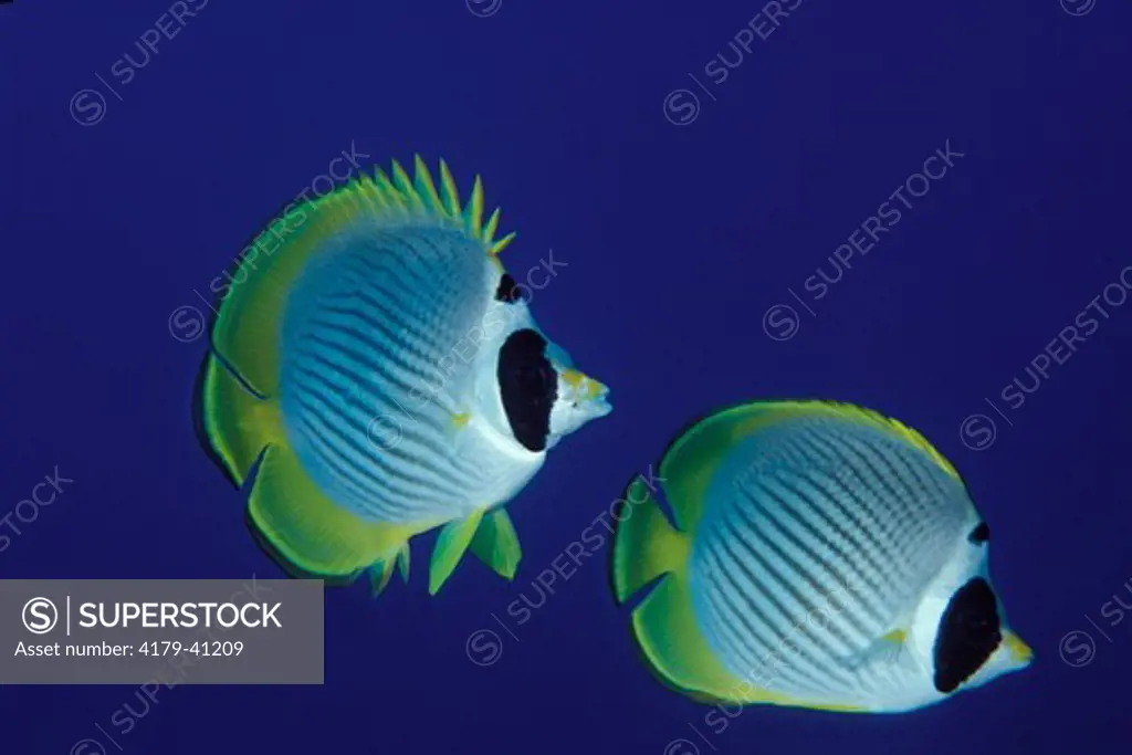 Eyepatch Butterflyfish (Chaetodon adiergastos) Bali Indonesia.