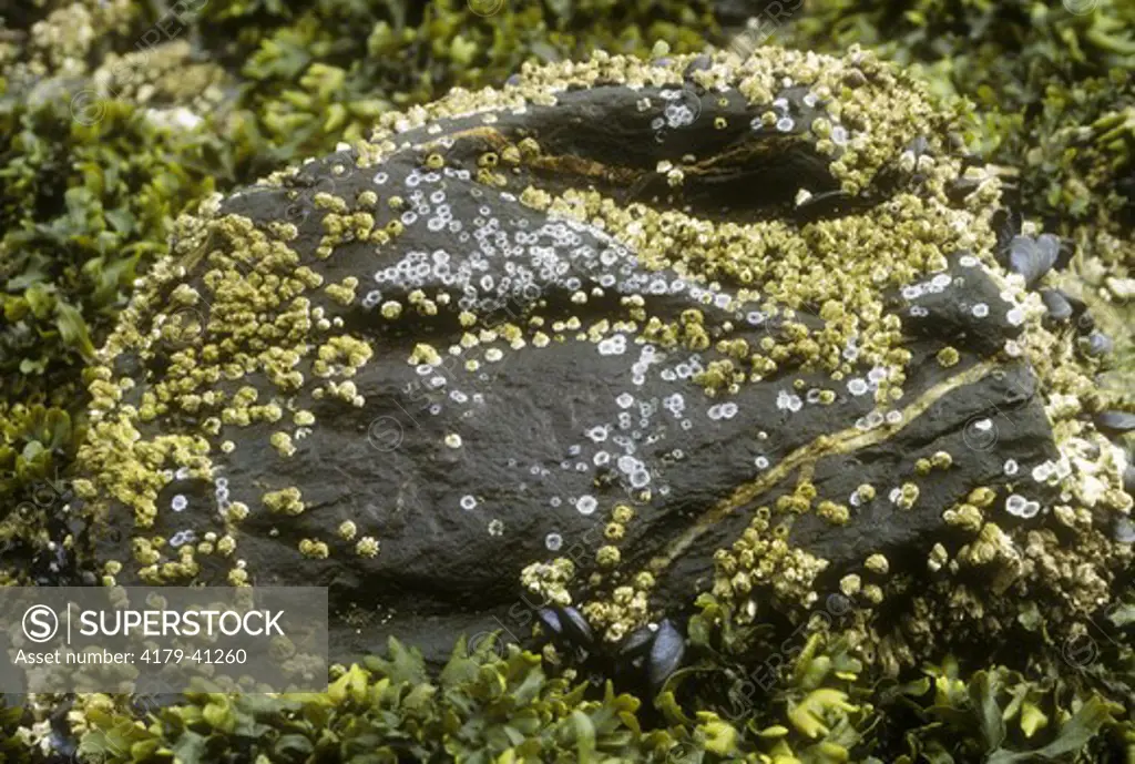 Barnacle covered Rock, Southeast Alaska