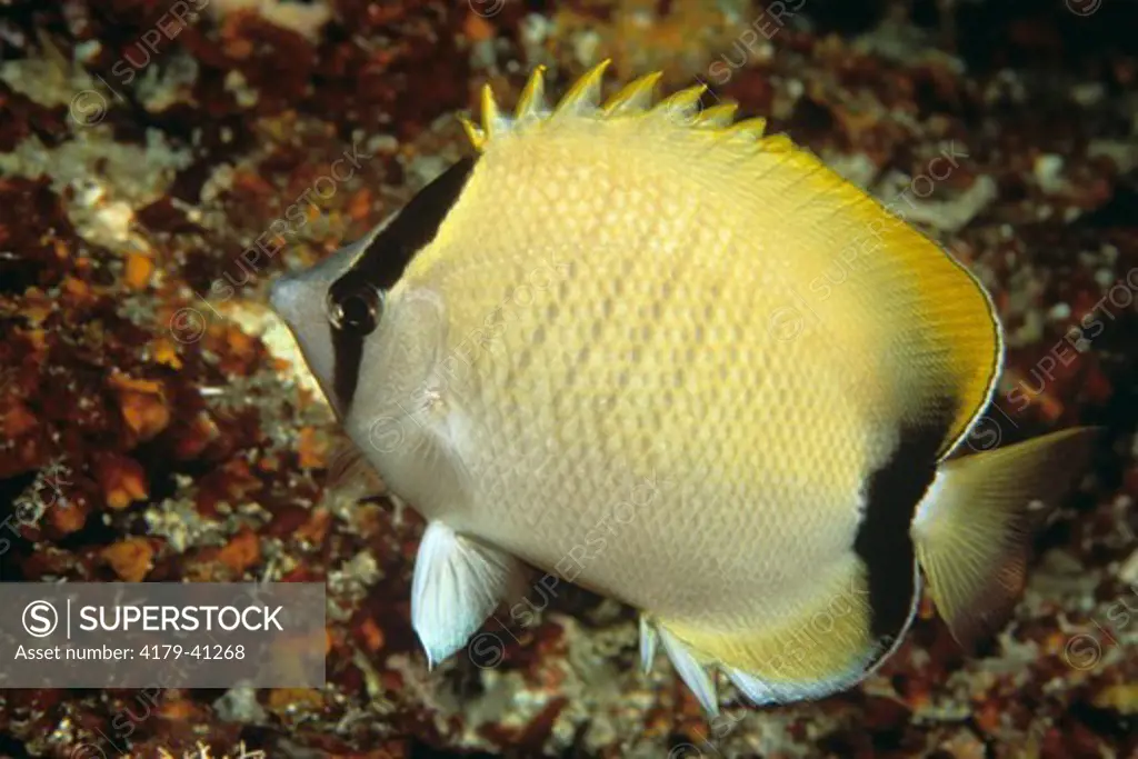 Reef Butterflyfish (Chaetodon sedentarius), Caribbean