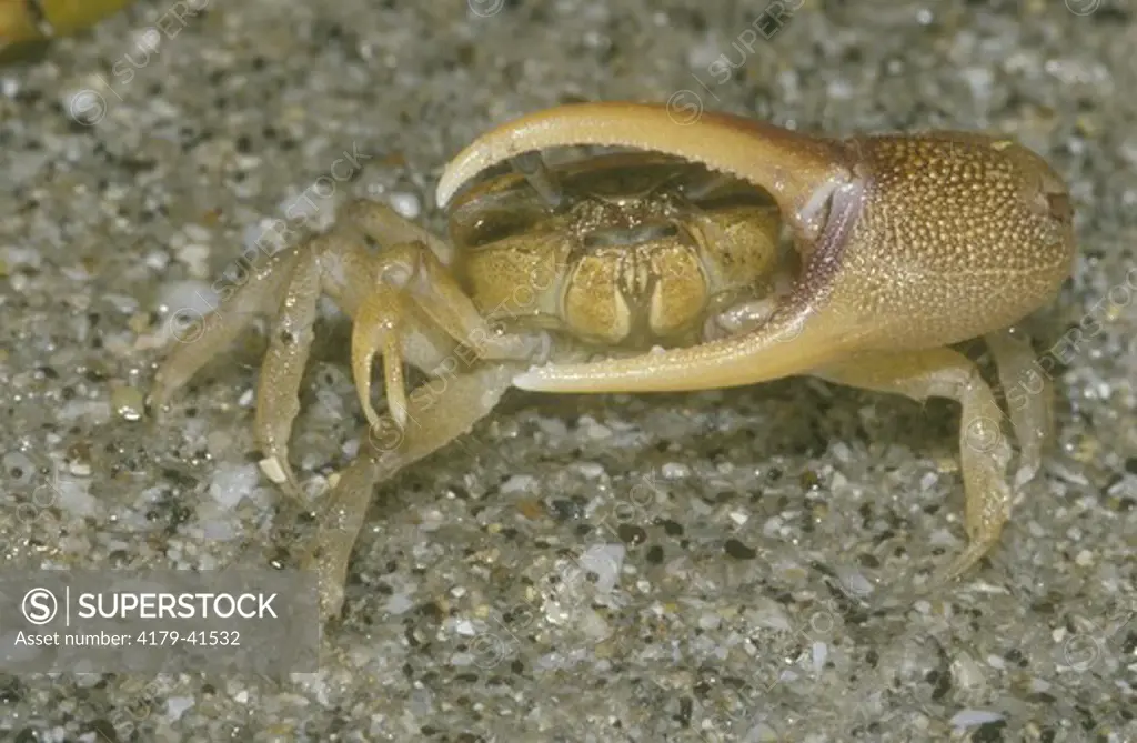 Sand Fiddler Crab (Uca pugilator) male peering through enlarged claw, Florida, sexual dimorphism, male has one pincer greatly enlarged that is used in courtship and territorial disputes, female has two short pincers, salt marshes and mudflats