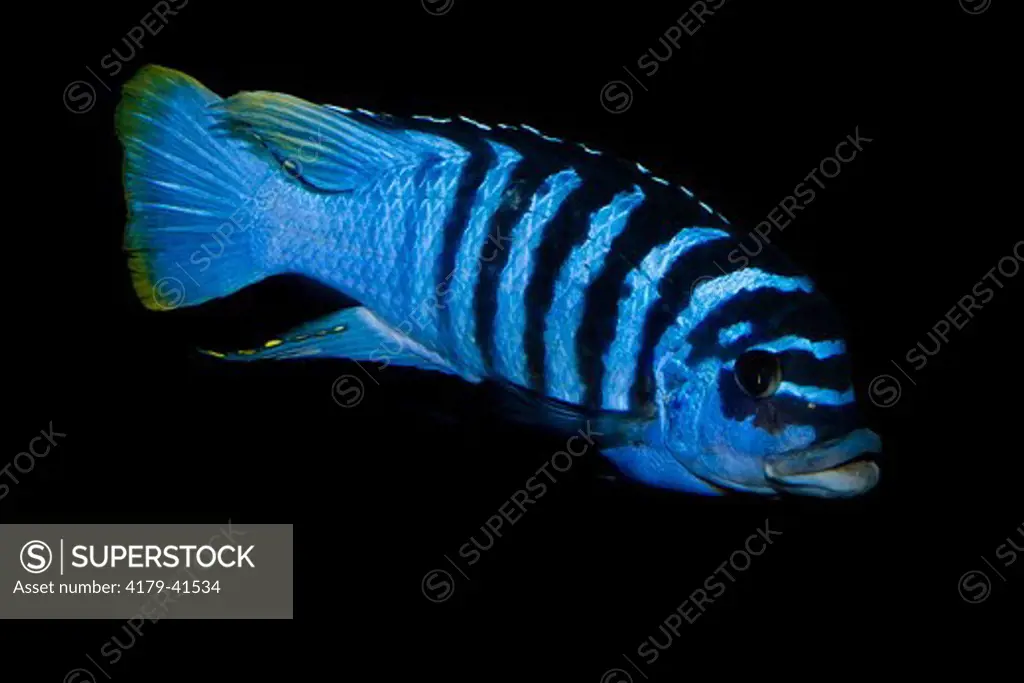 Chilumba Zebra / BB Zebra (Metriaclima sp. 'Zebra Chilumba')  Adult Male from Luwino Reef area.  One of 300 plus species of cichlids found in Lake Malawi, Africa.  The Chilumba Zebra is a Malawi Mbuna found along the northeast coast from Ngara to Chirwa I