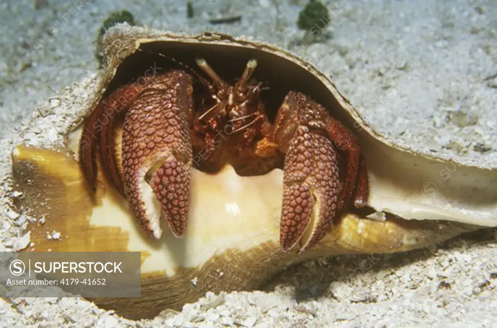 Giant Hermit Crab in conch Indian Cay Reef - Bahamas (Petrochirus diogenes)