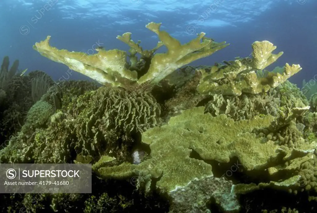 Elkhorn & Lettuce Coral (Acropora palmata & Agaricia agaricites), Caribbean