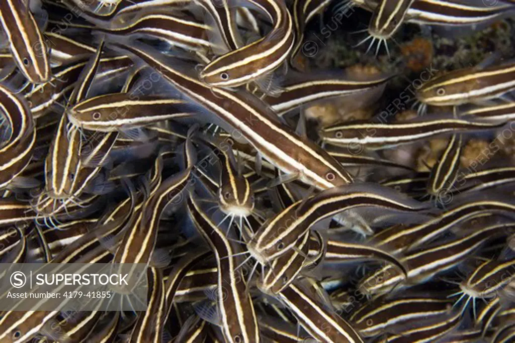 False or striped Catfish (Plotosus lineatus)  Esa'ala Wharf, Papua New Guinea