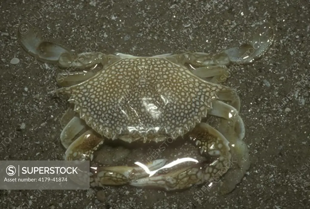 Speckled Crab (Arenaeus cribrarius), soft shell stage, recent molt, GA, Georgia