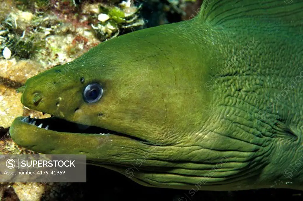 A Green Moray Eel (Gymnothorax funebris) at Shark Junction Reef near Grand Bahama Island in the northwestern Bahamas.