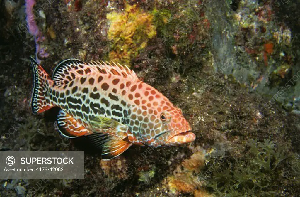 Yellowfin Grouper (Mycteroperca venenosa) Stetson Bank FGBNMS Texas