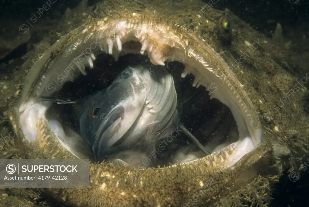 Goosefish aka Monkfish, eating Black Seabass 6 0f 7 series(Lophius americanus)NJ (Centrpristis striata)