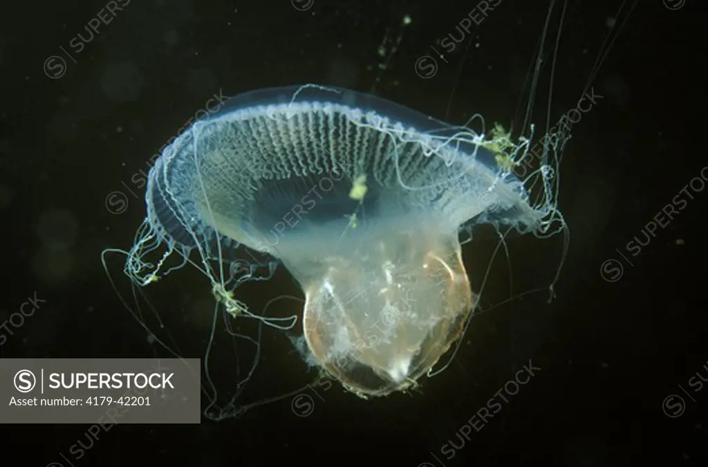 Hydromedusa Jellyfish, Many-ribbed (Aequorea sp) eats Ovate Jellyfish