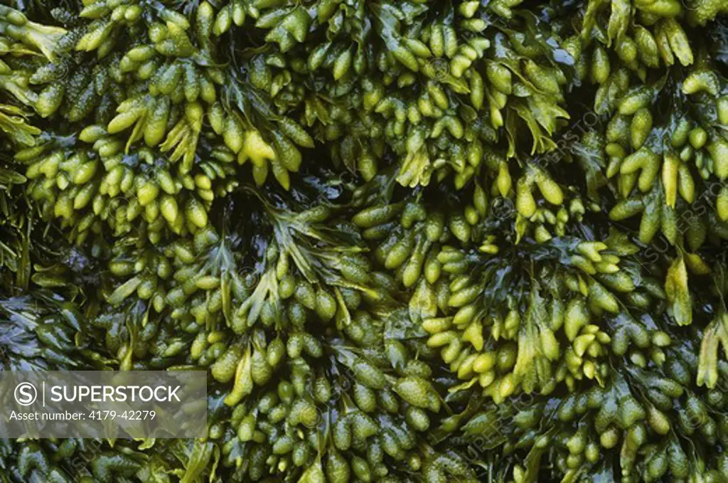 Edible Kelp: Rockweed (Fucus vesiculosus), New River Beach, Nova Scotia