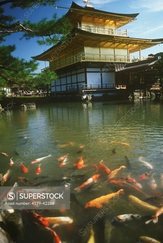 Kinkaku-Ji Temple with Koi Kyoto, Japan