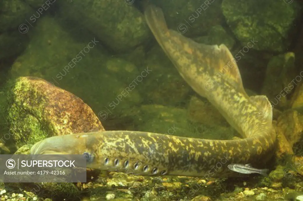 Sea Lamprey  (Petromyzon marinus) NJ New Jersey