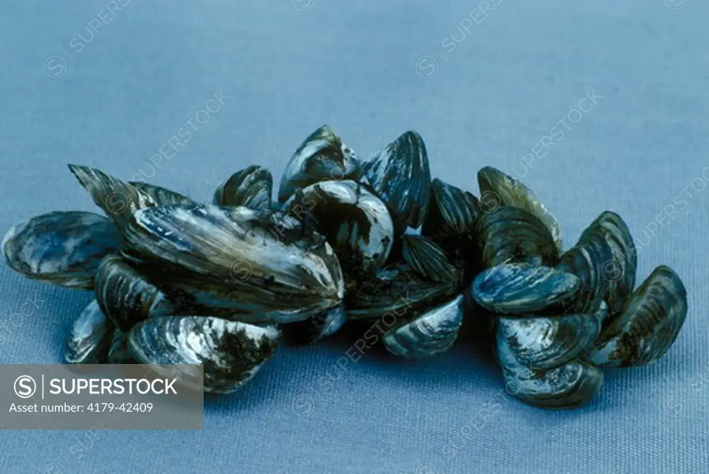 Cluster of Zebra Mussels (Dreissena polymorpha) Lake Erie Beach, Luna Pier, MI, Michigan