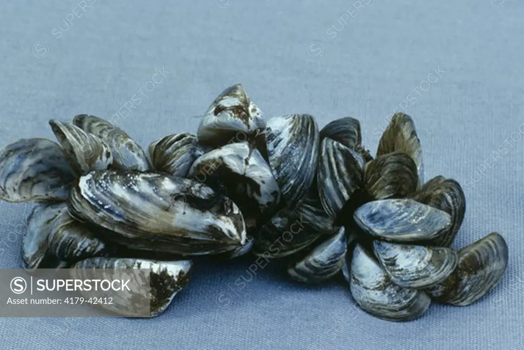 Zebra Mussels  (Dreissena polymorpha) Lake Erie Beach, Luna Pier, MI