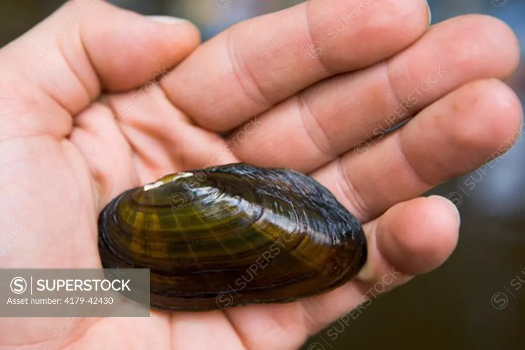 Eastern Elliptio mussel.  Keene, New Hampshire.  Ashuelot River.