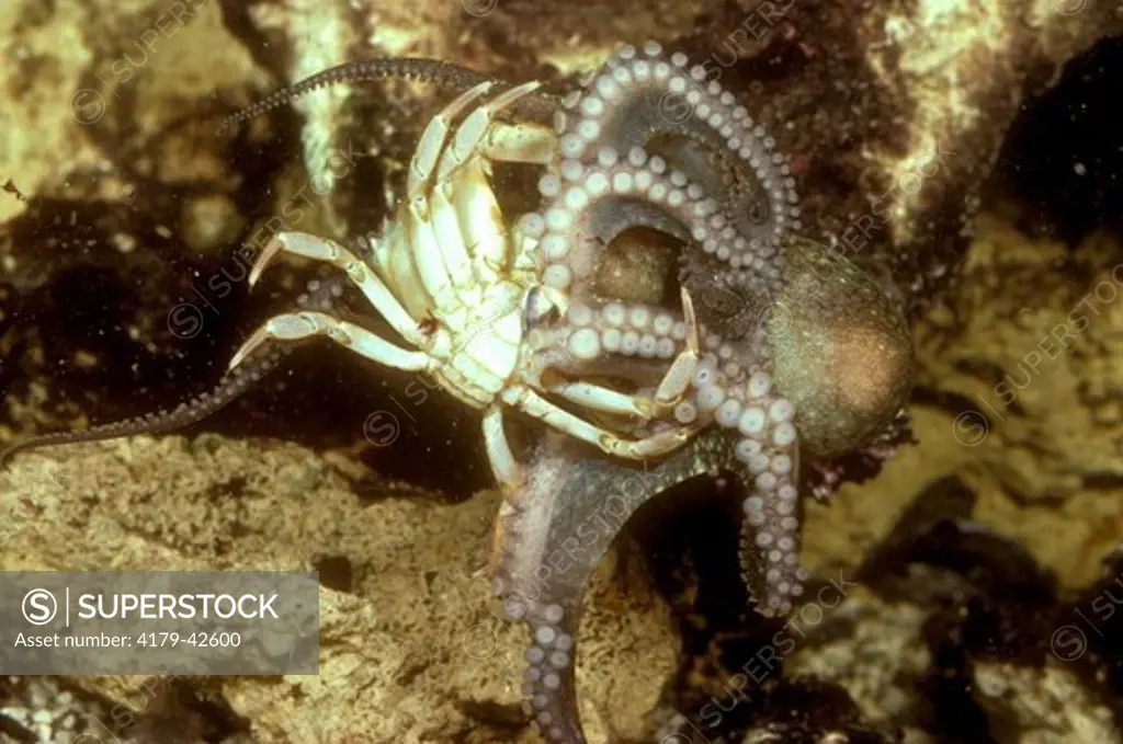 Two-spotted Octopus  (Octopus bimaculatus) eating Crab prey- California