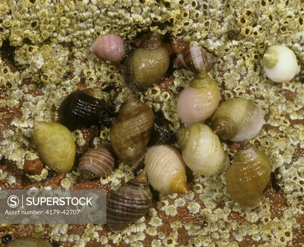 Rough Periwinkle (Littorina saxatilis) N Sea