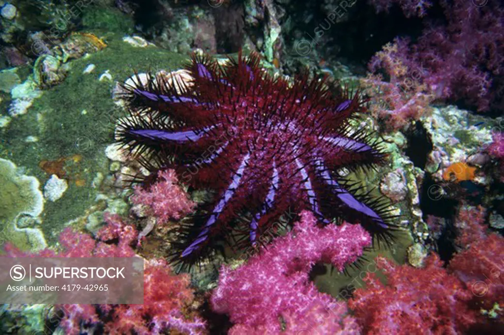 Crown of Thorns Sea Star (Acanthaster planci) Thailand