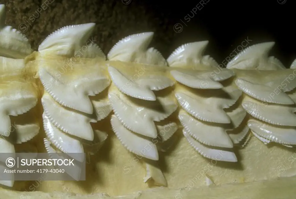 Tiger Shark Teeth grow in rows in jaw to replace old(Galeocerdo cuvier)