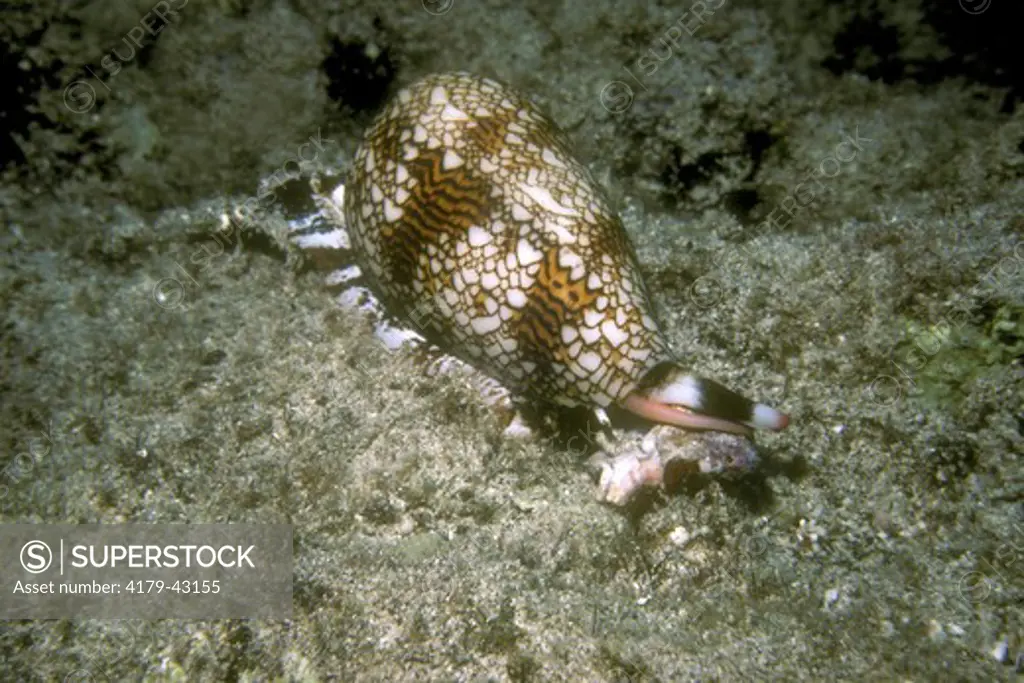 Textile Cone Shell (Conus textile) - Hawaii attacking to sting/eat Buran shell