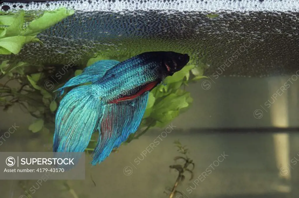 Siamese Fighting Fish with Bubble Nest (Betta splendens)