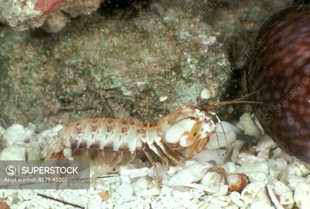 Mantis Shrimp, camoflague (Squilla empusa) Atlantic/Pacific temperate