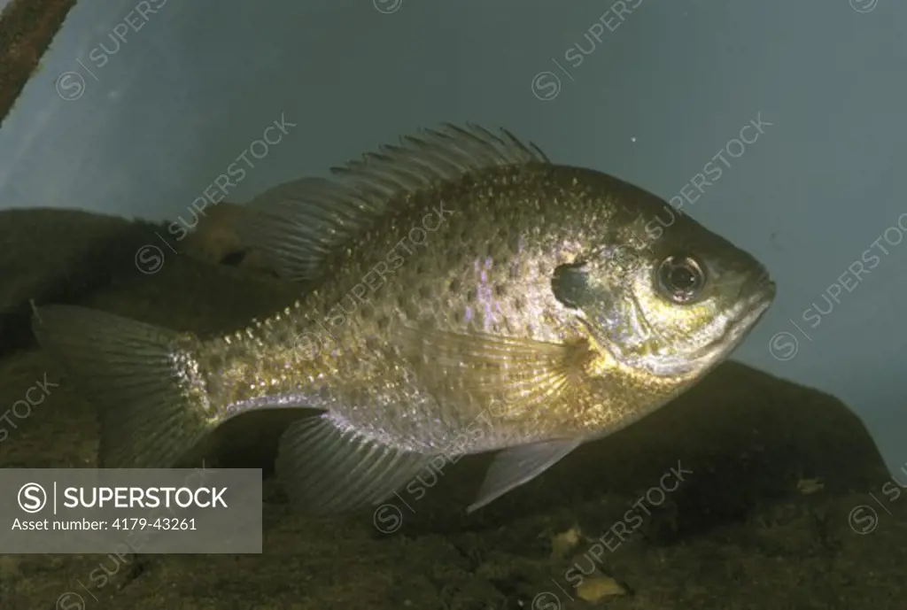 Sunfish aka BlueGill (Lepomis macrochirus) PA