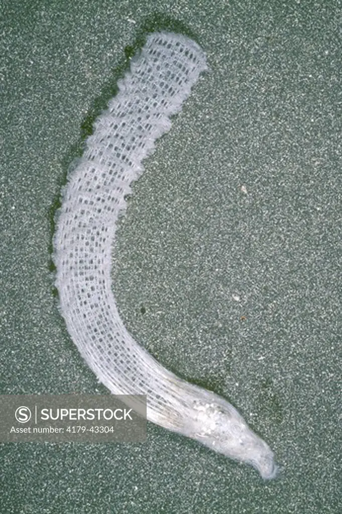 Venus's Flower-Basket (Euplectella sp.) A Glass Sponge/Western Pacific