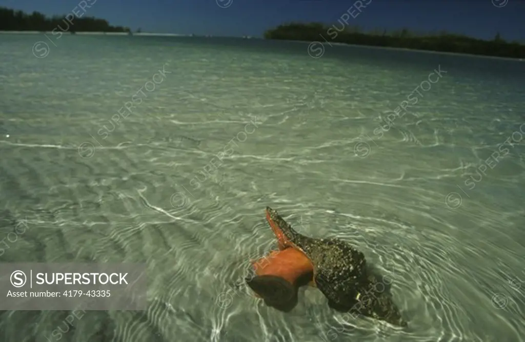 Florida Horse Conch feeding (Pleuroploca gigantea), Lovers Key SRA, FL