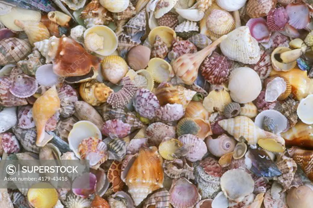 Seashells - Florida gulf coast - Sarasota