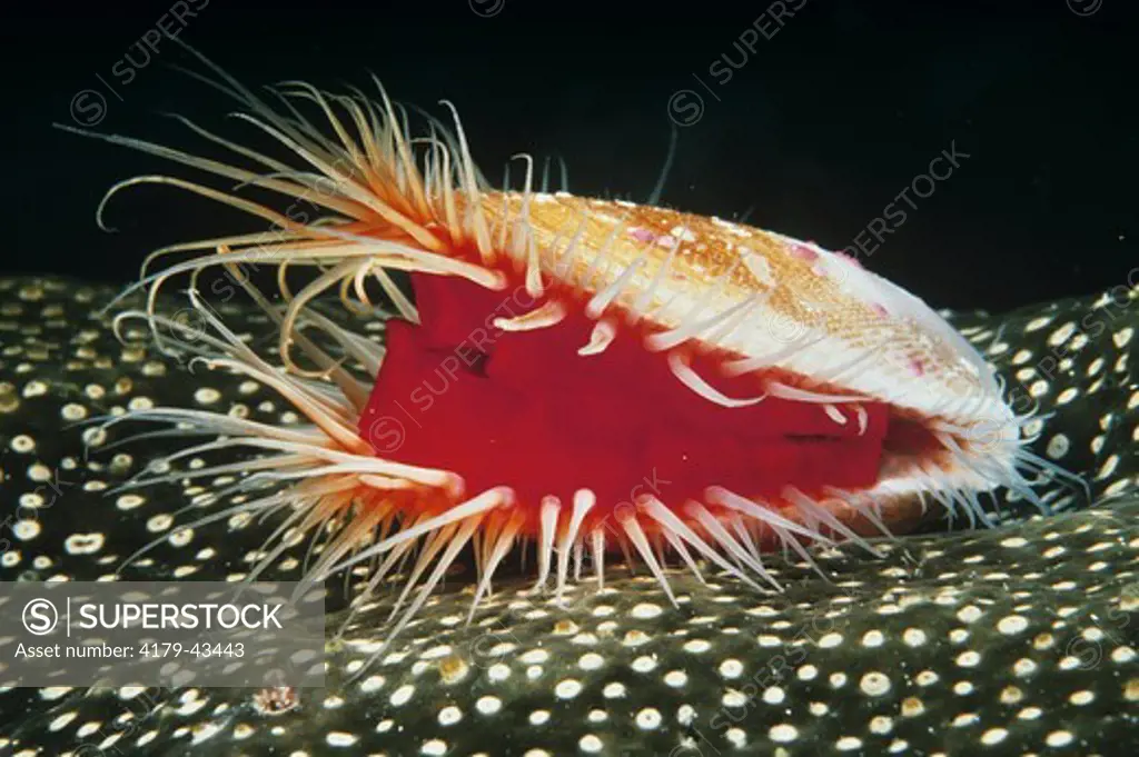 Flaming Scallop/ Rough File Shell (Lima scabra), Mantle & Tentacles, Caribbean