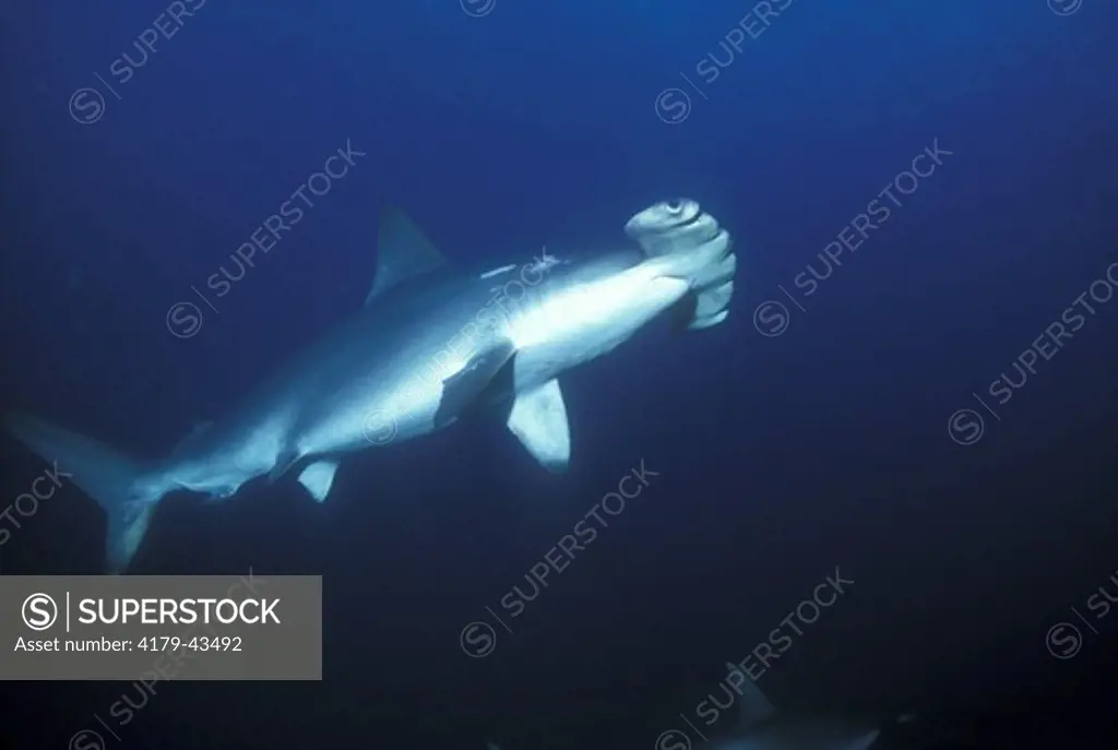 Scalloped Hammerhead Shark (Sphyrna lewini) Cocos Island, Costa Rica