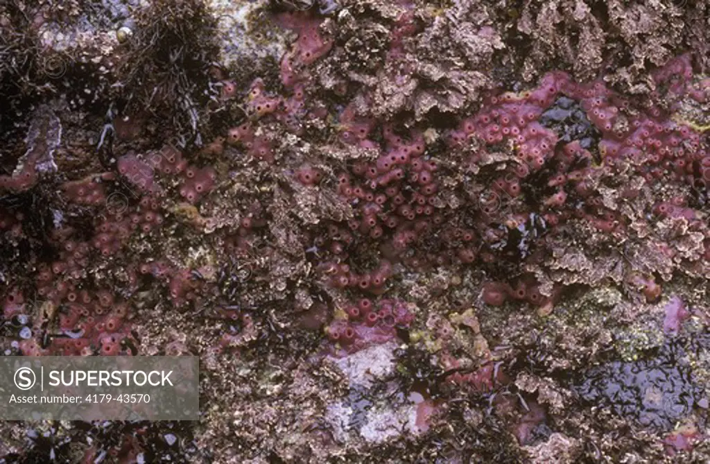 Sponge (Haliclona sp.) and Coraline Algae  Pt. Reyes, CA