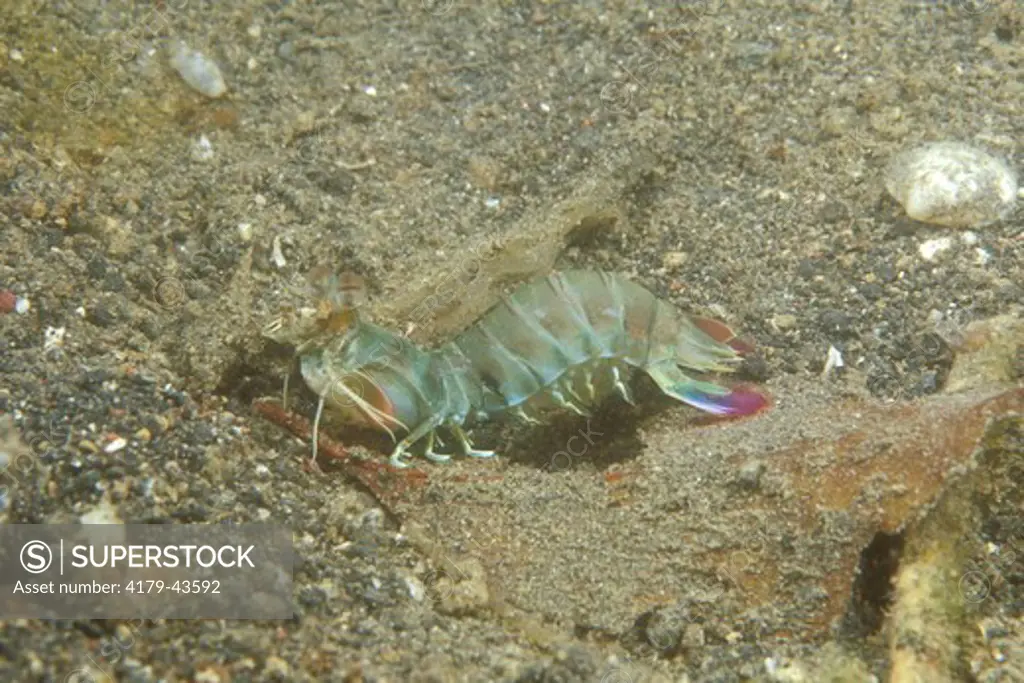 Green Mantis Shrimp (Odontodactylus scyllaris) Indonesia