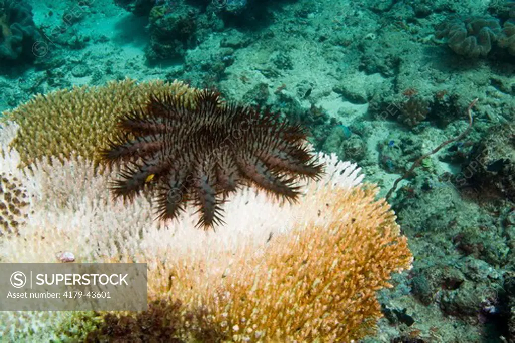 Crown of Thorns Starfish, Invasion and Destruction of Hard Coral Reef, Nusandaula Reef, Kavieng, Papua New Guinea