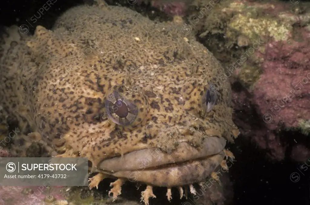 Oyster Toadfish (Opsanus tau) Gulf of Maine to Miami, FL