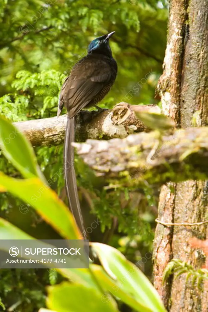 Princess Stephanie's Astrapia (Astrapia stephaniae) Bird of Paradise, wild, Enga Province, Papua New Guinea