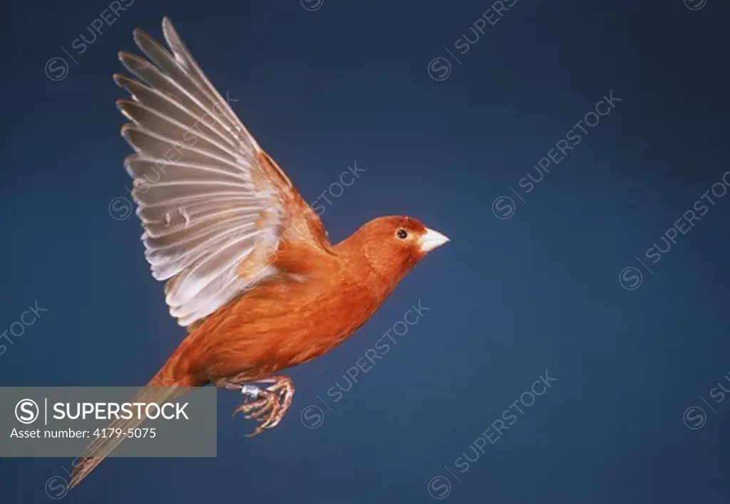 Red Canary Flying