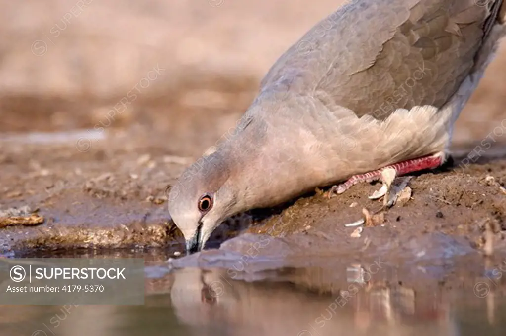 Mourning Dove (Zenaida macroura) Edinburg,TX