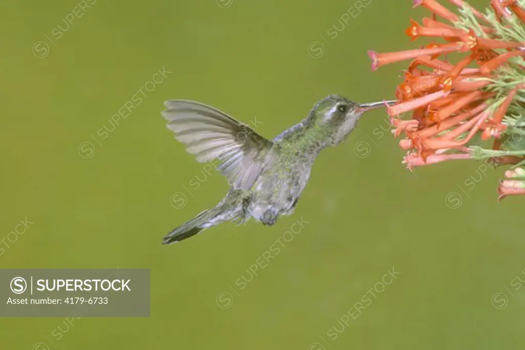 Broadbill Hummingbird, male juvenile