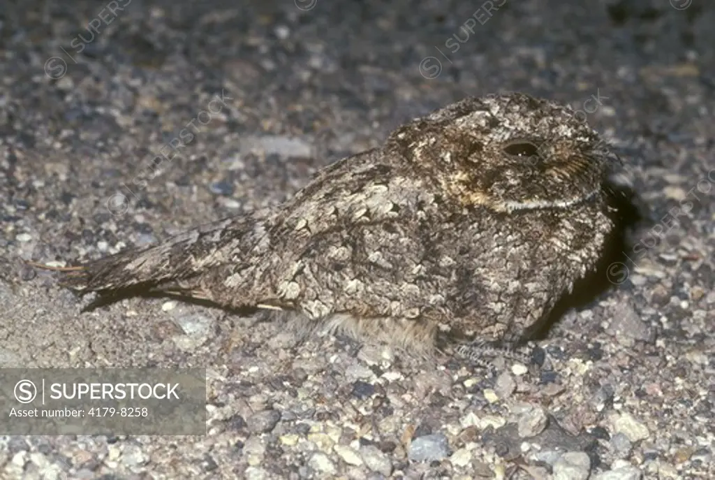 Poorwill (Phalaenoptilus nuttalli) Watching for Insects/Mojave Desert, CA